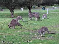  Here's a whole mob of roos . . .